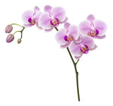 Fototapeta Storczyk - pink orchid isolated on white