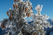 Nature saisie par le froid  en hiver dans le Massif des Bauges , pins crochets ,Alpes , France