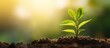 © vxnaghiyev - Morning light and green nature background with a young plant symbolizing new life growth ecology business financial progress and Earth Day Copy space image Place for adding text or design