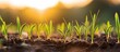 Growing in field green wheat sprouts Field with rye sprouting at sunset Copy space image Place for adding text or design