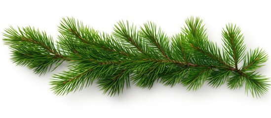 Leinwandbilder - Green spruce branch isolated on white background seen from above Copy space image Place for adding text or design