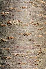 Japanese flowering cherry bark detail