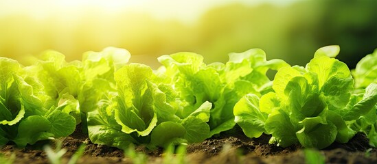 Poster - Fresh hydroponic lettuce cultivated in a green farm Copy space image Place for adding text or design