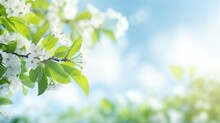 Close Up Tree Branch With Green Leaves And White Cherry Blossoms Against Sunny Blue Cloudy Sky Background