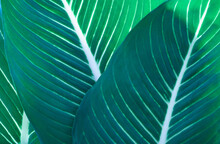 Close-up Macro Nature Exotic Blue Green Leave Texture Tropical Jungle Plant Dieffenbachia In Dark Background.Curve Leaf Floral Botanical Desktop Abstract Wallpaper,website Cover Backdrop.