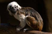Pinscher Tamarin - A Small Monkey With A White Mane On Its Head.