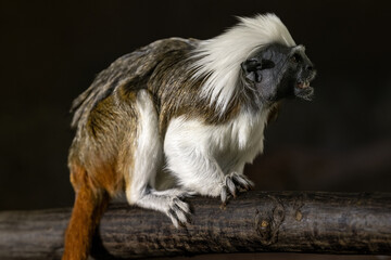 Sticker - Pinscher tamarin - a small monkey with a white mane on its head.