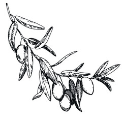Wall Mural - Olive branch with berries and leaves. Italian Cuisine. Peace symbol in engraving technique. Linear drawing in ink. Olive tree vector illustration.