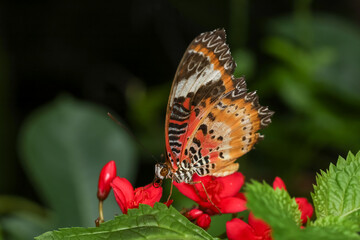 Wall Mural - The beautiful butterfly on flower is show beauty wing in nature garden