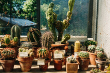 An Array Of Cacti In A Sunny Greenhouse Showcases The Beauty And Variety Of These Resilient Plants.