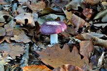 Blackish Purple Russula Or Purple Brittlegill (lat. Russula Atropurpurea), Edible Wild Mushroom In A Forest, Fungus, Mycology