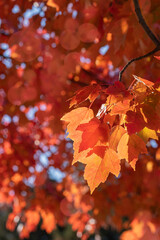 Wall Mural - Bright colored leaves of a red maple tree are back lit by the sun