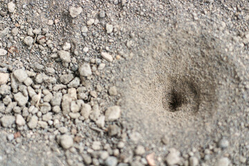 Doodlebugs trap nest