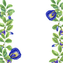 Vertical Frame With Thai Blue Flowers. Butterfly Pea Flowers. Tropical Plant, Ipomoea, Clitoria Ternatea, Bluebellvine. Watercolor Illustration. For Package, Greetings