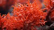 A beautiful orange-red coral in Madagascar.