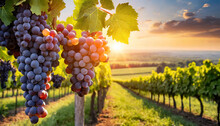 Grapes Growing In A Vineyard At The Sunset Background	