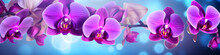Orchid Flowers Background Banner