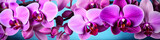 orchid flowers background banner