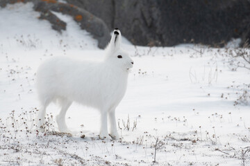 Wall Mural - Arctic hare on its hind legs