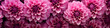 dahlia flowers background banner