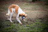 Fototapeta  - Pies gryzie znalezioną kość