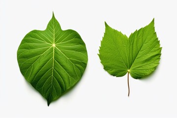 Poster - Two green leaves side by side. Suitable for nature-themed designs and projects