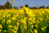 Fototapeta Góry - Field of yellow rapeseed
