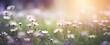 a white flower field with purple flowers, sun shining on it,