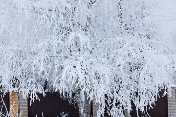 Wall Mural - White snow-covered birch tree branches on a frosty winter day