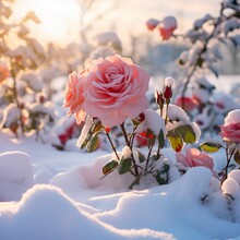 Pink Roses In Snow, Rose In Snow, Rose, Flowers, Winter