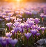 crocus flower at sunrise close up in the field
