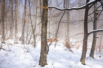 Wall Mural - beautiful winter landscape in the forest,Armenia