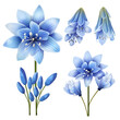 Blue scilla flowers Scilla set