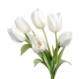 Fototapeta Kwiaty - Colorful tulips set on white,