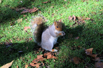 Wall Mural - A view of a Grey Squirrel in a London Park