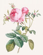 Rose Flower illustration (Rosa Centifolia Anglica Rubra)