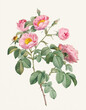 Rose Flower illustration (Rosa Mollissima)