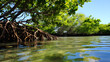 Mangrove forests at the edge of the sea rich in biodiversity --ar 16:9 --v 5.2 --style raw