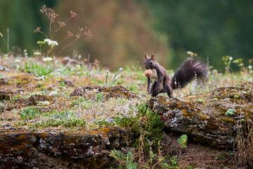 Wall Mural - Eurasian red squirrel with a walnut in his mouth (Sciurus vulgaris)