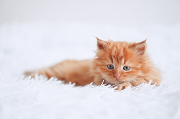 Wall Mural - Small kitten on a white blanket. Kitten two months old 