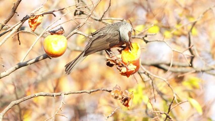 Sticker - brown eared bulbul in a forest