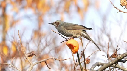 Sticker - brown eared bulbul in a forest