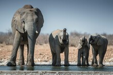African Elephant (Loxodonta Africana) With Young Drinking At A Waterhole, Group, Etosha National Park, Namibia, Africa
