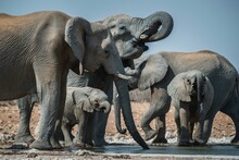 African Elephants (Loxodonta Africana) With Young Drinking At A Waterhole, Group, Etosha National Park, Namibia, Africa