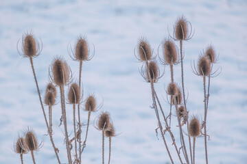 Wall Mural - dry flowers of wild teasel or fullers teasel, dipsacus fullonum or dipsacus sativus with white snow 
