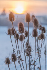 Wall Mural - dry flowers of wild teasel or fullers teasel, dipsacus fullonum or dipsacus sativus on sunset, close