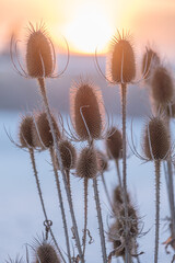 Wall Mural - dry flowers of wild teasel or fullers teasel, dipsacus fullonum or dipsacus sativus on sunset, close