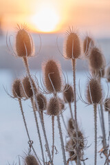 Wall Mural - dry flowers of wild teasel or fullers teasel, dipsacus fullonum or dipsacus sativus on sunset, close