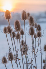 Wall Mural - dry flowers of wild teasel or fullers teasel, dipsacus fullonum or dipsacus sativus on sunset, close