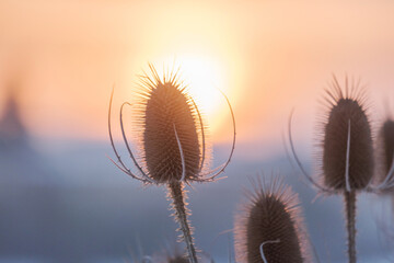 Wall Mural - dry flowers of wild teasel or fullers teasel, dipsacus fullonum or dipsacus sativus on sunset, close